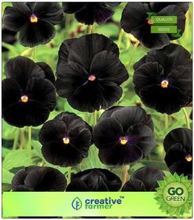 Plant Seeds Home. Garden Flowers : Pansy - Small Orphan Premium Kitchen Garden Plant Seeds