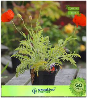 Plant Seeds For Home Garden : Khas-Khas Premium Kitchen Garden Plant Seeds