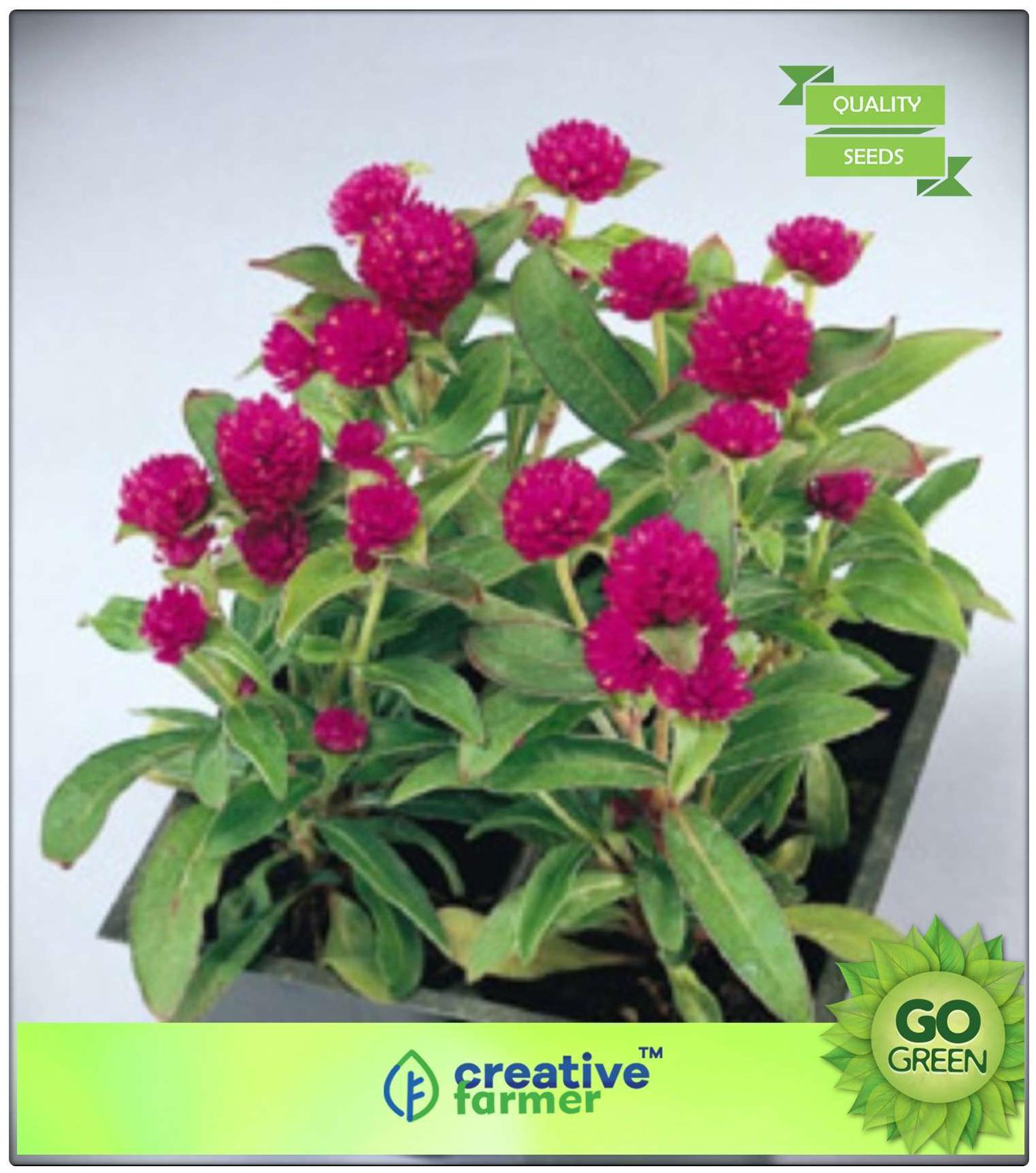 https://assetscdn1.paytm.com/images/catalog/product/H/HO/HOMPLANT-SEEDS-CREA88747E8FE94D6/1563112882107_0..jpg