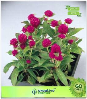 Plant Seeds For Home Garden Flowers : Botam Phul Gnome Gomphrena Premium Kitchen Garden Plant Seeds