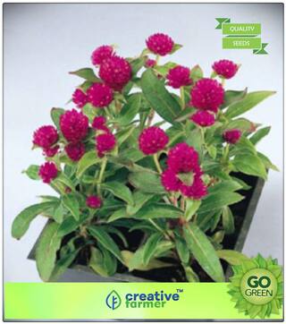 Plant Seeds For Home Garden Flowers : Botam Phul Gnome Gomphrena Premium Kitchen Garden Plant Seeds