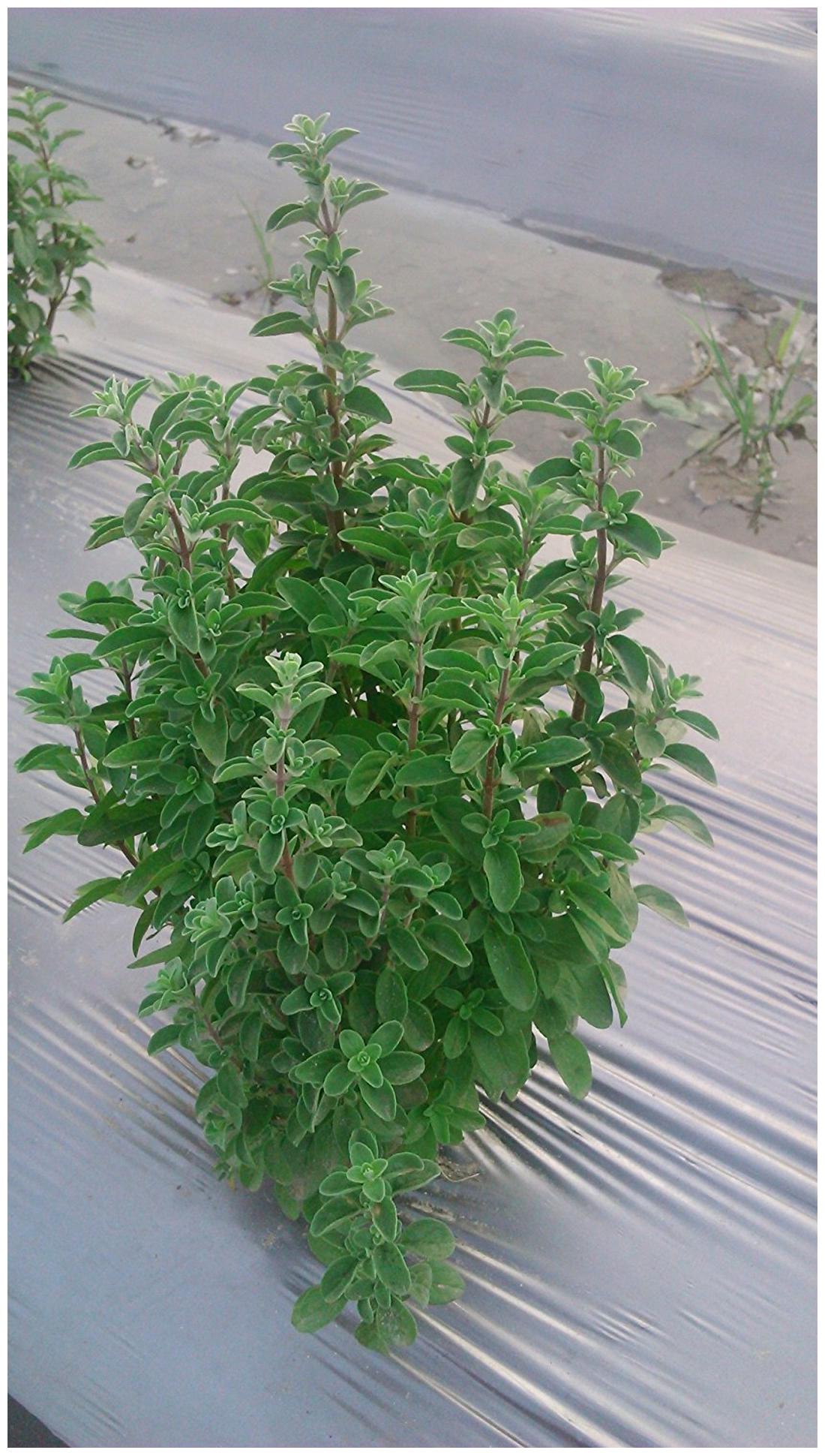 https://assetscdn1.paytm.com/images/catalog/product/H/HO/HOMPLANT-SEEDS-CREA88747E9590EA1/1563032608079_1..jpg