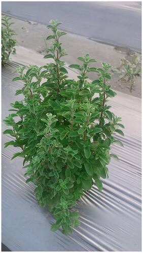 Plant Seeds For Home Garden Herbs Oregano Purple Flowers Superb Seeds Herb Seeds 20 Seeds