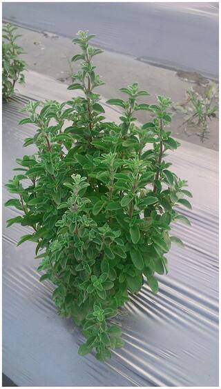 Plant Seeds For Home Garden Herbs Oregano Purple Flowers Superb Seeds Herb Seeds 20 Seeds