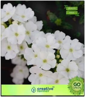 Plant Seeds Low Price : Verbena Honey Plant White Premium Kitchen Garden Plant Seeds