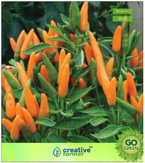 Plant Seeds : Ornamental Chilly Orange Wonder Premium Kitchen Garden Plant Seeds