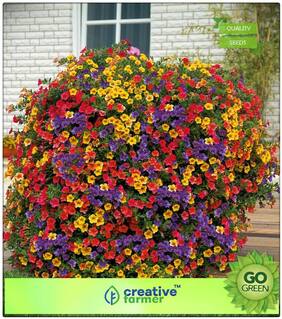 Plant Seeds Organic : Petunia - Petunia Dreams Rose Morn Premium Kitchen Garden Plant Seeds
