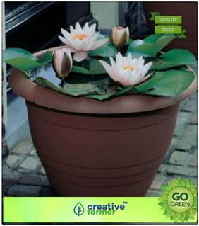 Plant Seeds Offer : Lotus Seeds For Home Garden Premium Kitchen Garden Plant Seeds