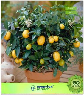 Plants For Outfoor Lemon Seeds Galgal Nimbu Fruit Seeds Dwarf Premium Kitchen Garden Plant Seeds