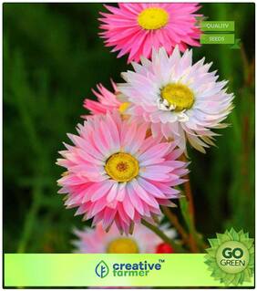 Plants Seeds For Mini Pots : Pink Paper Daisy Premium Kitchen Garden Plant Seeds