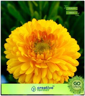 Plants Seeds For Balcony : Genda Pot Marigold Mixed Premium Kitchen Garden Plant Seeds