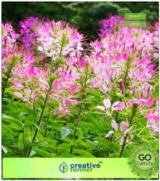 Plants Seeds For Office : Cleome Spinosa Mix Premium Kitchen Garden Plant Seeds