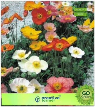 Plants Seeds Decorative : Khas-Khas Premium Kitchen Garden Plant Seeds