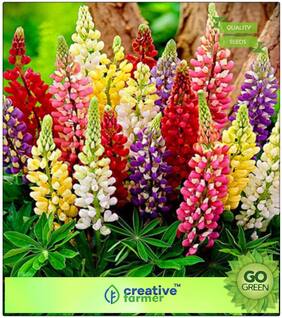 Plants Seeds Decorative : Lupins Herbaceous Perennial Plants Premium Kitchen Garden Plant Seeds