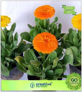Plants Seeds For Mini Pots : Scottish Marigold Mixed Premium Kitchen Garden Plant Seeds