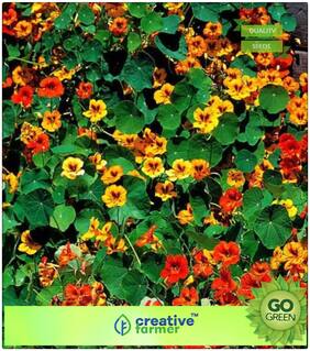 Plants Seeds For Garden : Nasturtium Dwarf Single Mixed Flower Seed Premium Kitchen Garden Plant Seeds