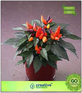 Plants Seeds For Office : Ornamental Pepper Plant Capsicum Premium Kitchen Garden Plant Seeds