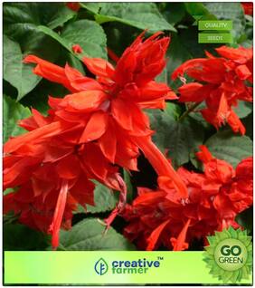 Plants Seeds Air Purifying : Open Pollinated Salvia Mixed Seeds Premium Kitchen Garden Plant Seeds