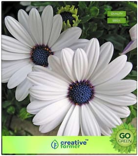 Plants Seeds For Mini Pots : Dimorphothica-White King Premium Kitchen Garden Plant Seeds