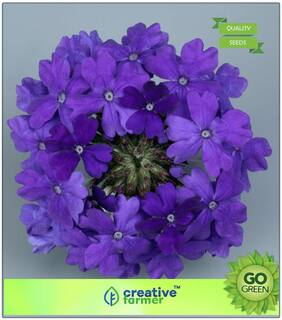 Plants Seeds For Kitchen Garden : Verbena Mixed Premium Seeds Blue Premium Kitchen Garden Plant Seeds