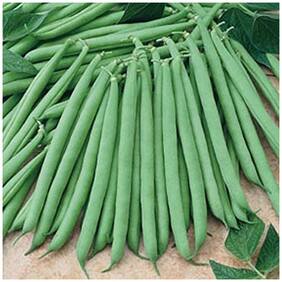 Pole Bean Phaseolus Vulgaris Seeds - 50 Seeds by Creative Farmer