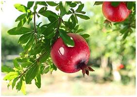 Pomegranate Seeds High Yield- [Anar;Maadhulai;Madhalanaranga;Danimma Pandu ] Seeds - 50 Seeds for Growing by Creative Farmer