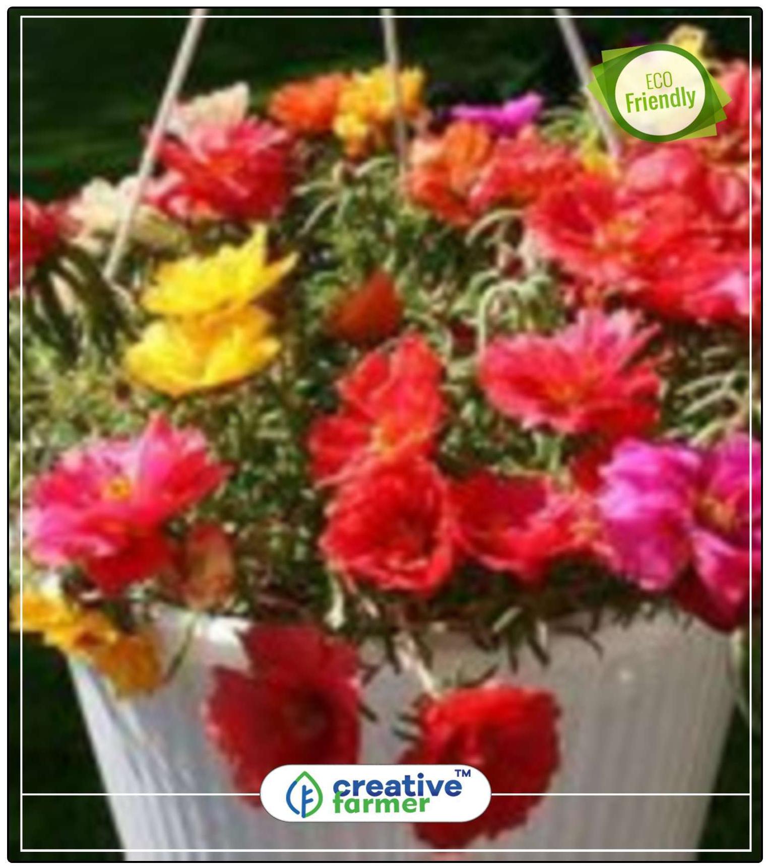 https://assetscdn1.paytm.com/images/catalog/product/H/HO/HOMPORTULACA-BUCREA88747C40F15E2/1563112683113_0..jpg