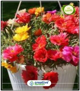 Portulaca Butterflies Mix Terrace Garden Seeds Perfect Home Garden Plant Seeds