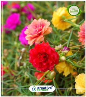 Portulaca Plant Plant Seeds Plant Seeds For Summer Season Perfect Home Garden Plant Seeds