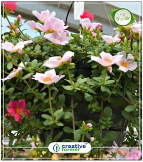 Portulaca Red Mix Flowering Plants For Summer Perfect Home Garden Plant Seeds