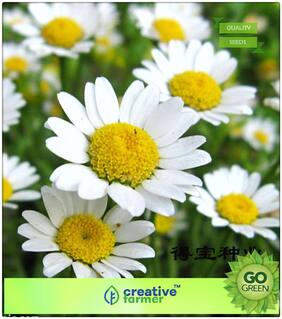 Pot Planting Flower Seeds : Jamanthi Poovu - Chrysanthemum White Premium Kitchen Garden Plant Seeds