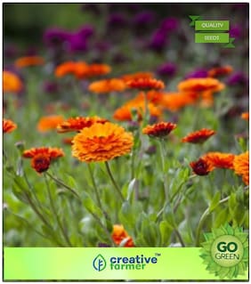 Pots Of Plants : Genda Pot Marigold (Dwarf) Premium Kitchen Garden Plant Seeds