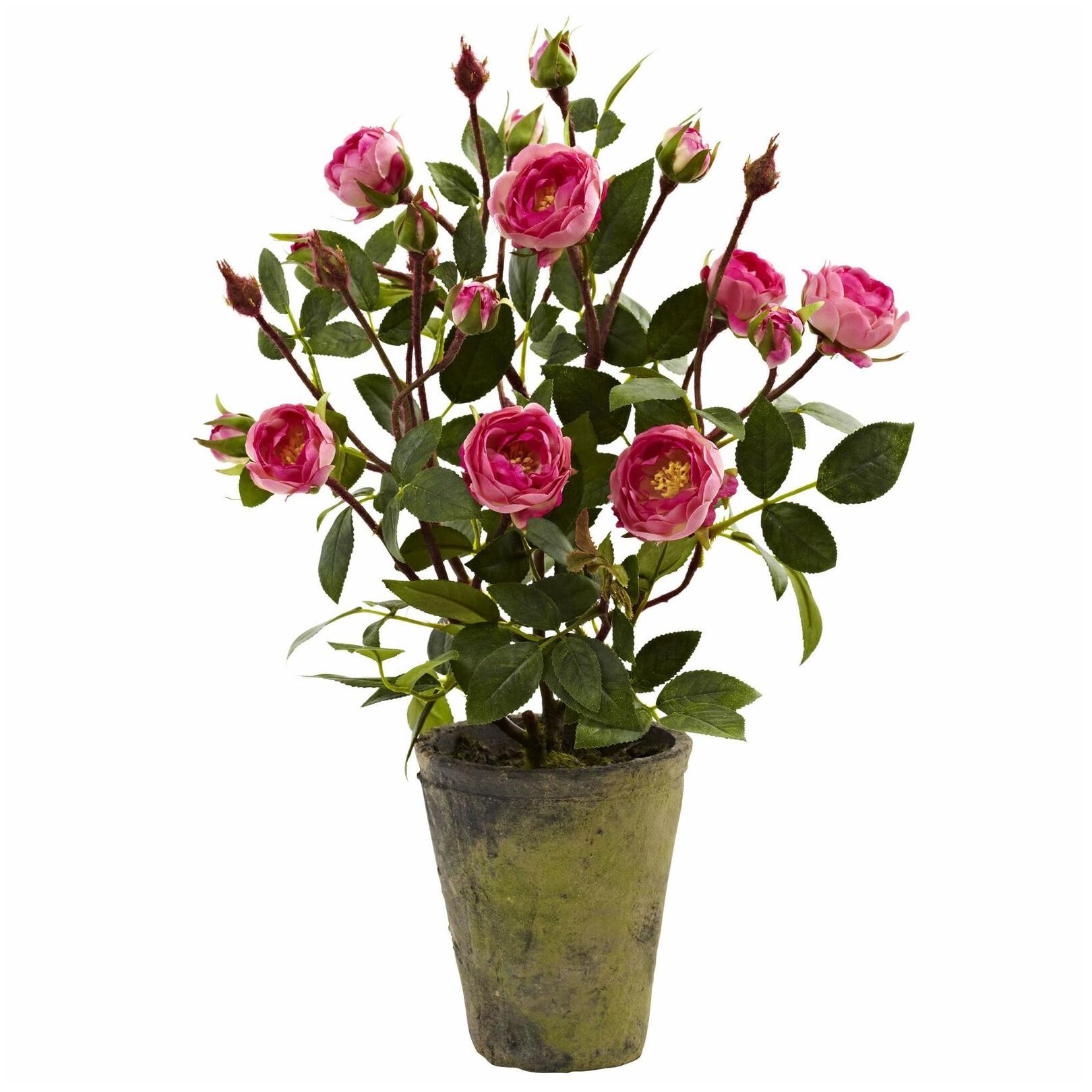 

Potted French Roses