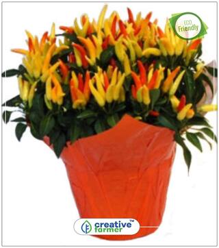 Potted Ornamental Chilli Vegetable Seeds Perfect Home Garden Plant Seeds