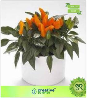 Potted Ornamental Chilli Premium Kitchen Garden Plant Seeds
