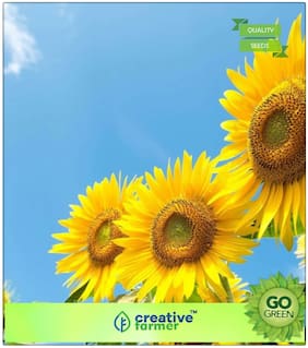 Premium Kitchen Garden Plant Seeds : Sunflower Dwarf Bear Flower Seeds Premium Kitchen Garden Plant Seeds
