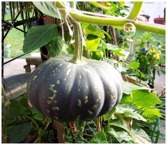Pumpkin Small Sitafal Premium Vegetables Seeds - Pack of 30 Hybrid Seeds