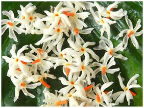 Purple Flower Seeds For Planting Coral Jasmine Flower Seeds Bees Seeds