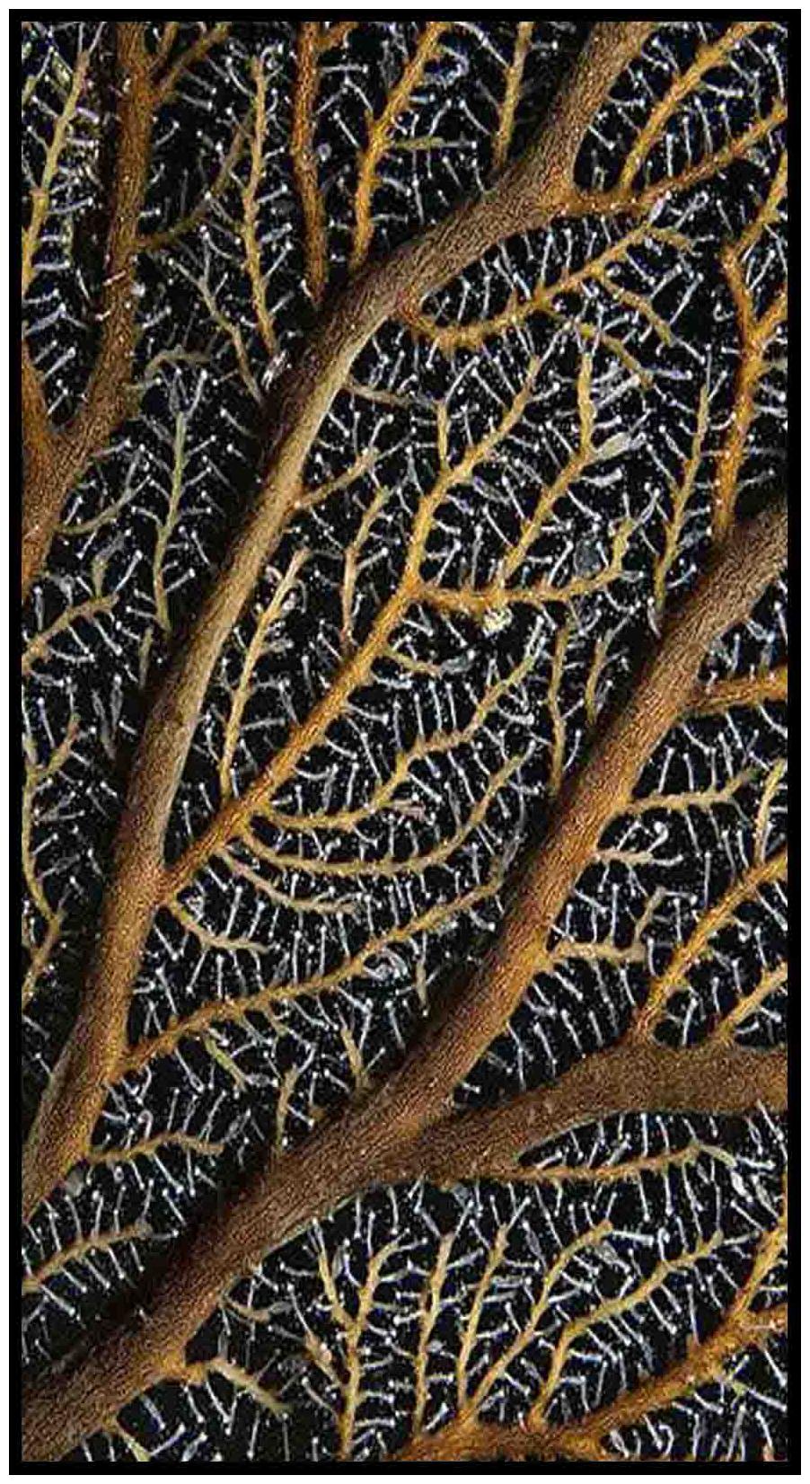 

Purvani Wall Arts on MDF with Texture Lamination (7 x 4 inches)