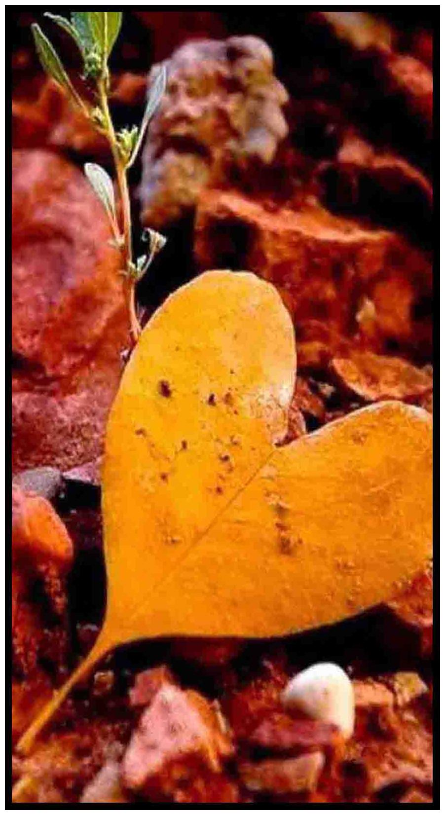 

Purvani Wall Art Printed on MDF with Hand Textured Lamination (7 x 4 inches)