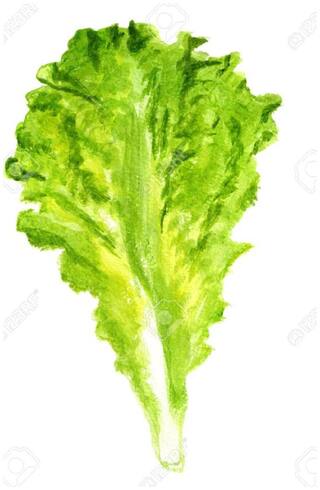 R-DRoz Green Lettuce R-DRoz Vegetables Seeds