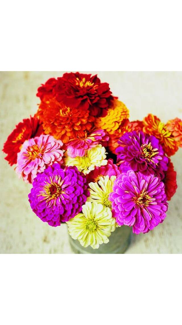 R-DRoz Zinnia Voilacea Mixed Colour Flowers - Better Germination Flowers Seeds - Pack of 40 High Germination Seeds