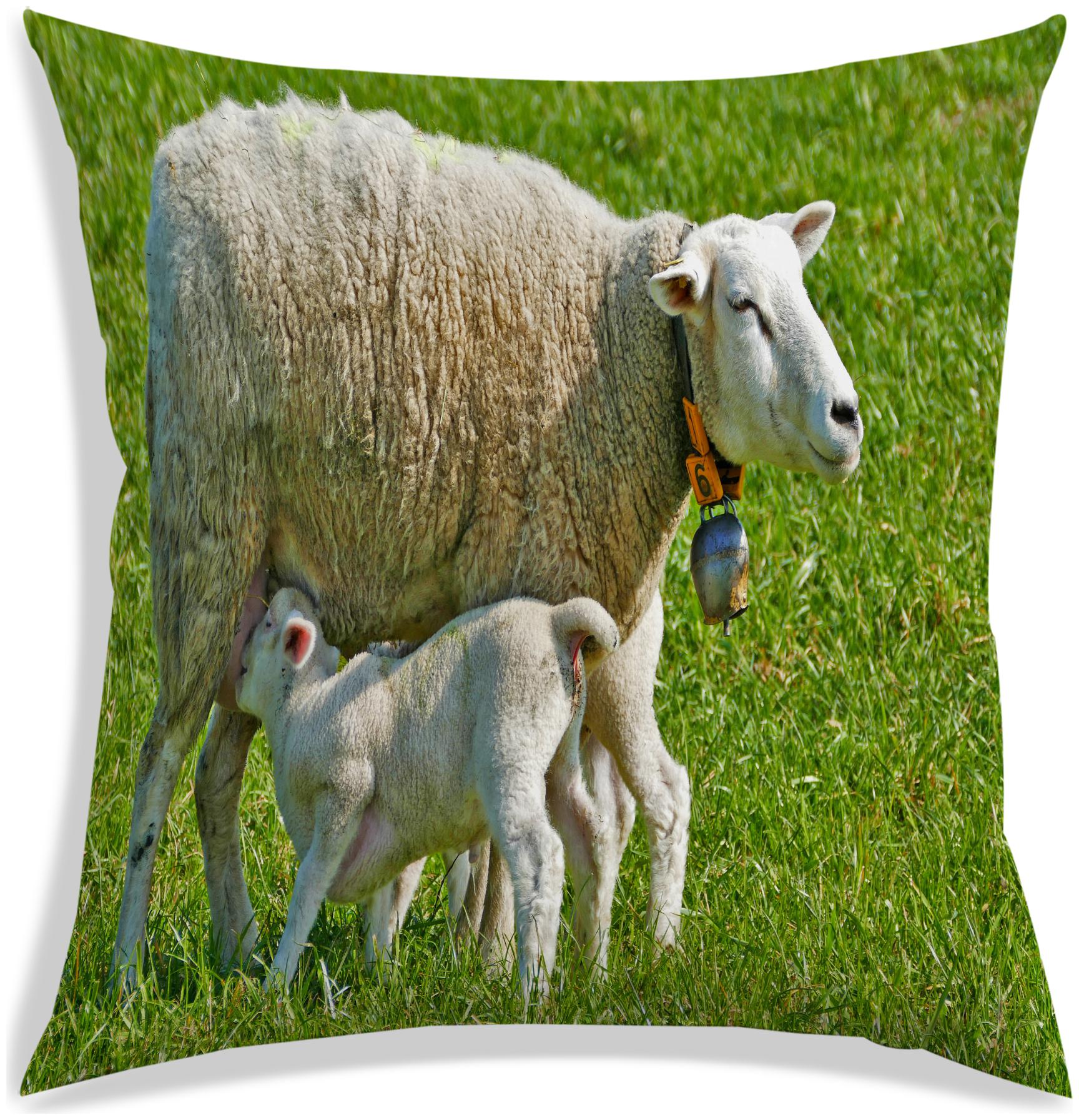 

RADANYA Abstract Polyester Green Cushion Cover ( Regular Pack of 1 )
