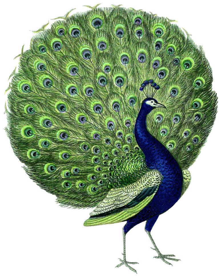 

Rangoli Large Waterproof Wall Sticker -Set of 1