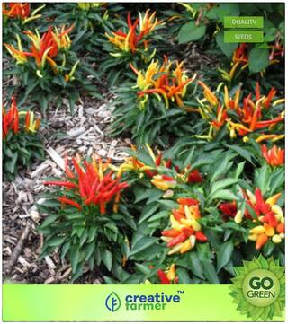 Rare Chili Pepper Seeds Ornamental Chilli Chilli Vegetable Seeds Premium Kitchen Garden Plant Seeds
