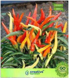 Rare Exotic Ornamental Chilli Premium Kitchen Garden Plant Seeds