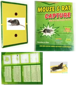 Buy Rat Gum Mouse Glue Trap Pad Board Sticky Rat Glue Trap Set Of 1pc Online At Low Prices In India Paytmmall Com