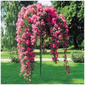 Real Bonsai Seeds Hanging Pink Rose Seeds Bonsai Seeds (Pack Of 5) Rare Seeds-by Creative Farmer