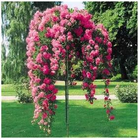 Real Bonsai Seeds Hanging Pink Rose Seeds Bonsai Seeds (Pack Of 5) Rare Seeds-by Creative Farmer