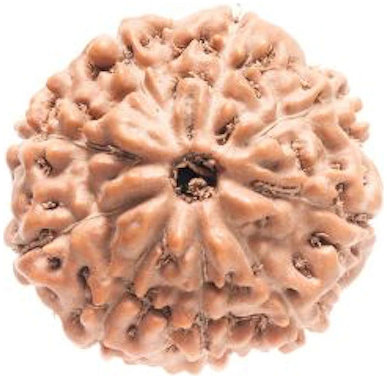 

Rebuy Original Nine Mukhi Nepali Rudraksh Certified